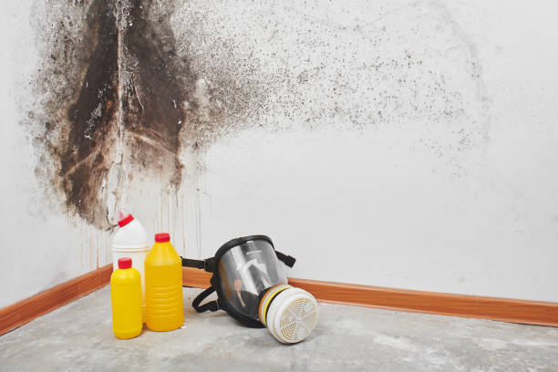 Best Mold Removal Company Near Me  in Dresser, WI