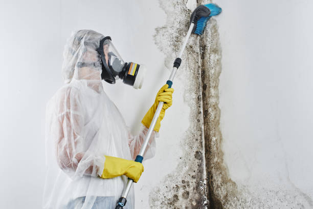 Best Affordable Mold Removal  in Dresser, WI