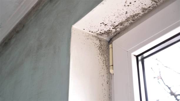 Best Commercial Mold Removal  in Dresser, WI