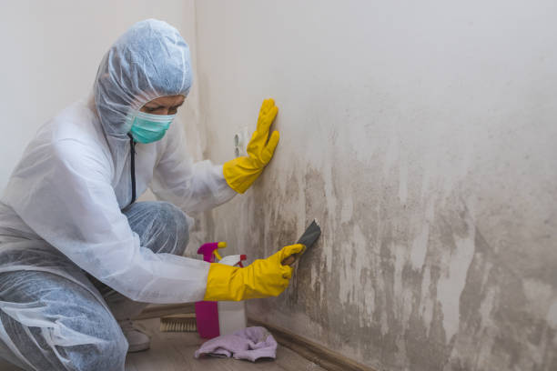 Best Toxic Mold Removal  in Dresser, WI