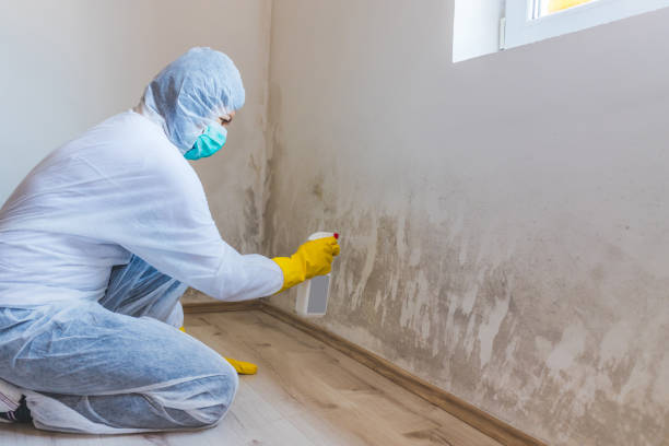 Best Attic Mold Removal  in Dresser, WI