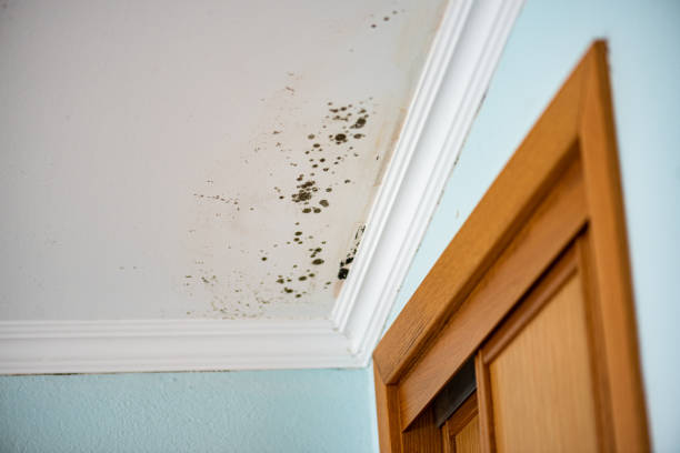 Best Mold Removal and Inspection  in Dresser, WI