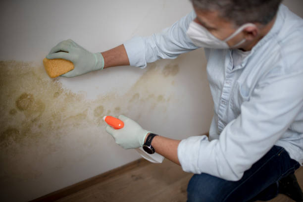 Best Local Mold Removal Service  in Dresser, WI