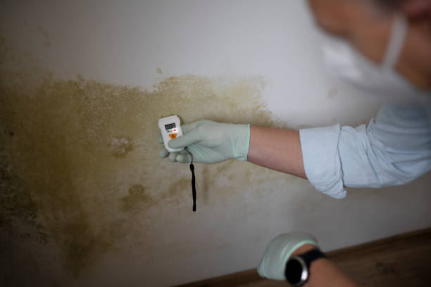 Professional Mold Removal in Dresser, WI