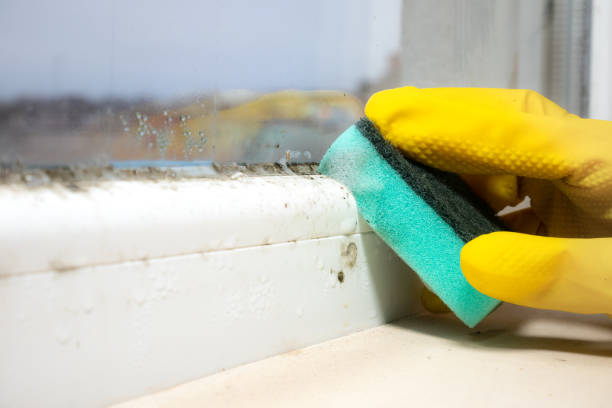 Best Commercial Mold Removal  in Dresser, WI