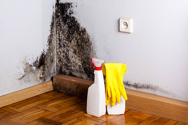 Best Certified Mold Removal  in Dresser, WI