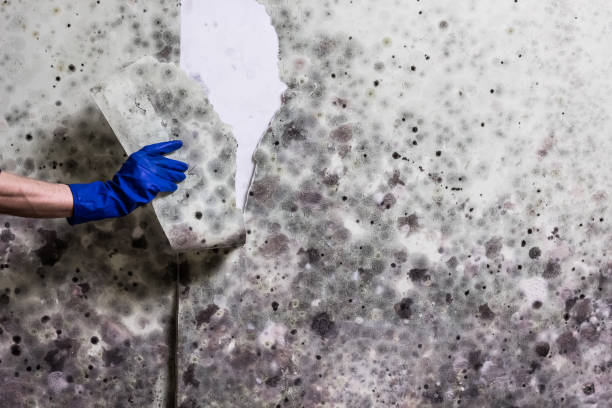 Best Professional Mold Removal  in Dresser, WI
