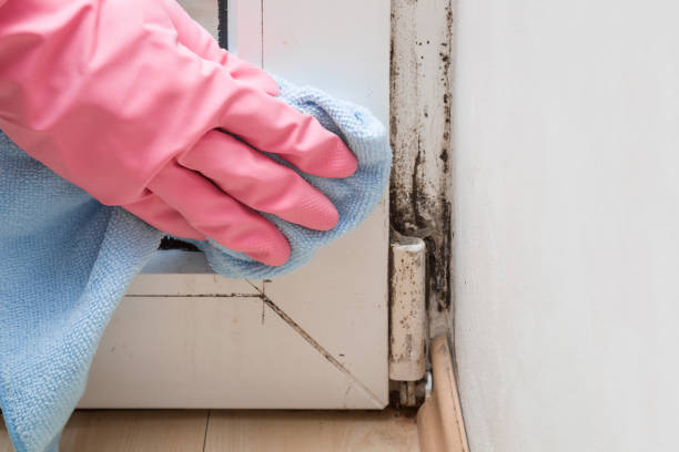 Best Mold Testing  in Dresser, WI