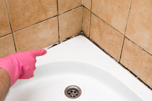 Best Mold Removal Process  in Dresser, WI